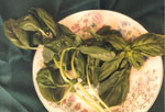 basil